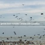 Are Canada Goose born outside of Canada, Canadian?
