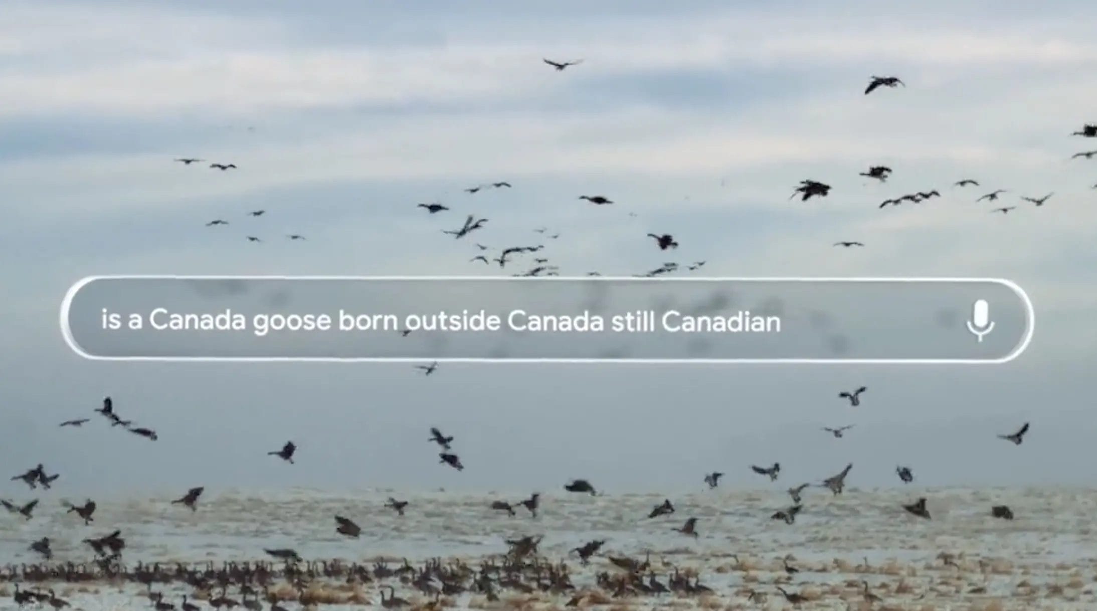 Are Canada Goose born outside of Canada, Canadian?